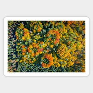 Aerial top down view of vibrant colorful autumn forest Sticker